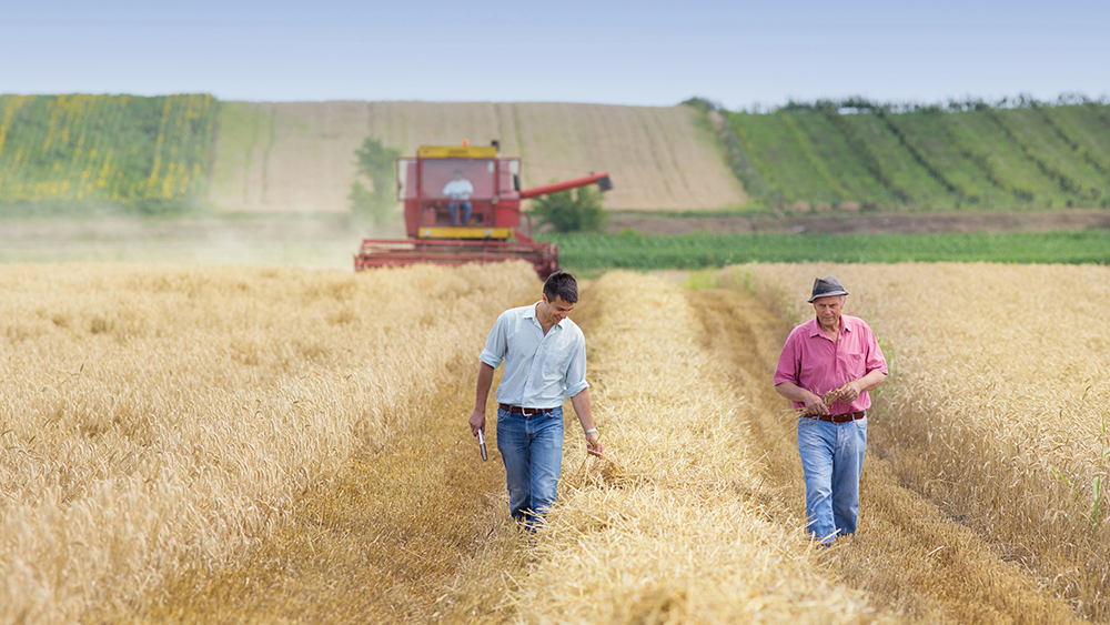 Two Farmers walking in a wheat field